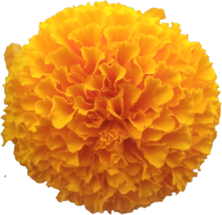 Marigold Flower Isolated